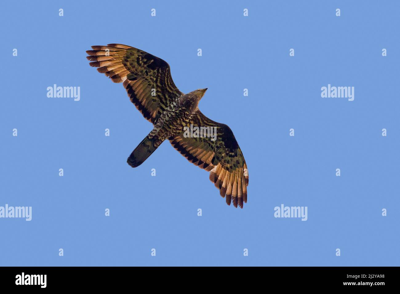 Europäischer Honigbussard / gemeiner pern / westlicher Honigbussard (Pernis apivorus) Männchen im Flug gegen den blauen Himmel im Sommer Stockfoto