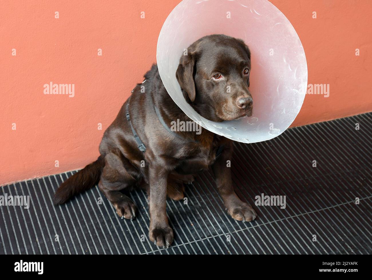 Der braune Labrador Retriever Hund trägt einen großen Plastikkegel, der vom Tierarzt nach der Operation geliefert wird, um zu verhindern, dass er eine Wunde leckt oder verletzt Stockfoto
