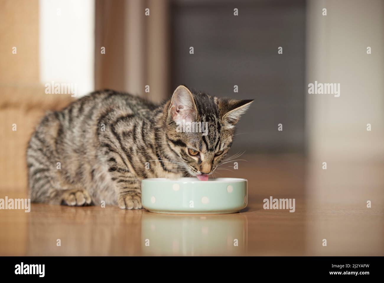 Pet Tabby Katze Oder Kätzchen Essen Nahrung Von Bowl Zu Hause Stockfoto