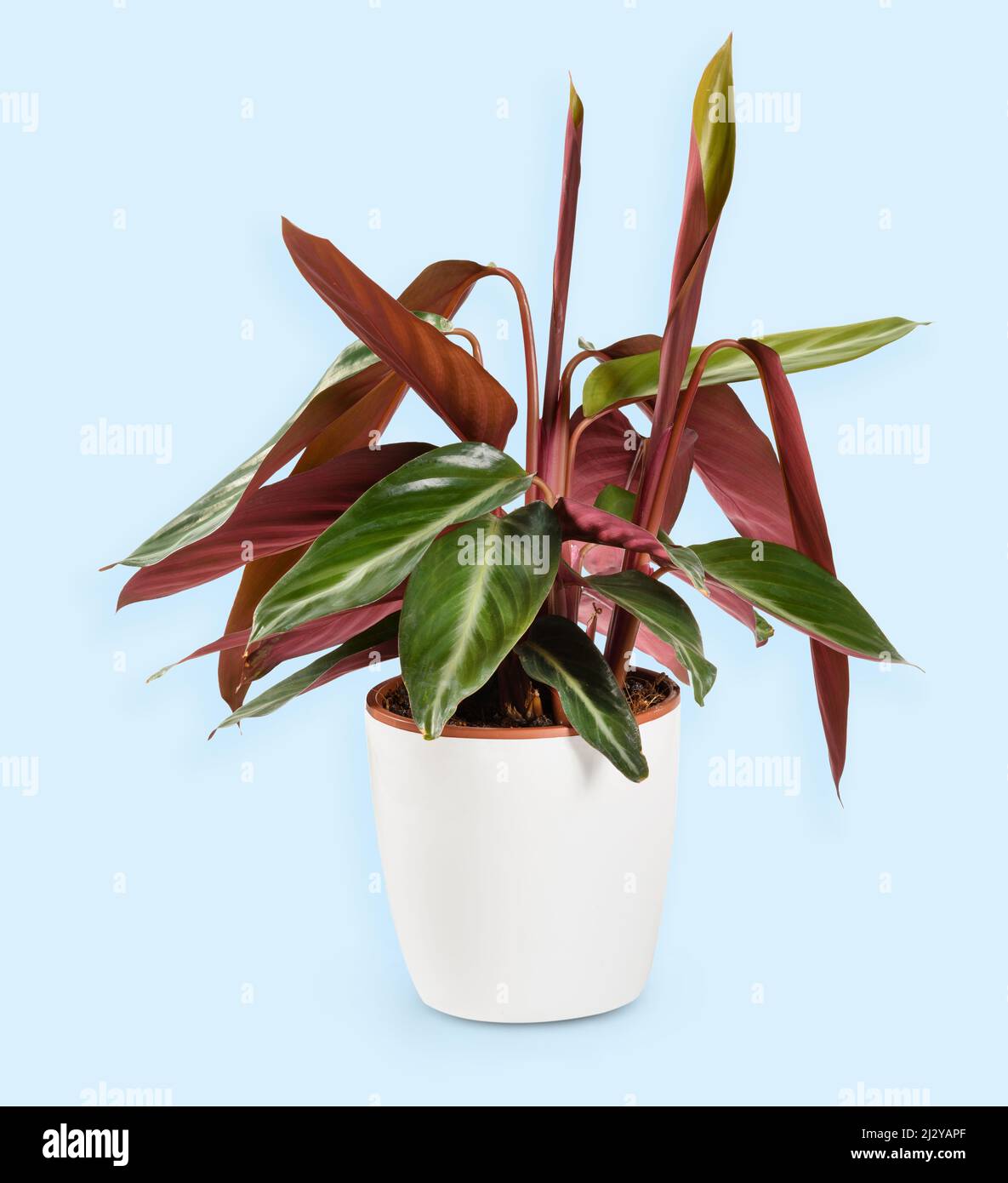 Weißer Topf mit Calathea triostar Pflanze mit langen grünen und burgunderroten Blättern auf hellblauem Hintergrund Stockfoto