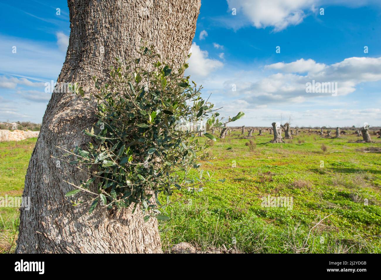 Olivenbäume Stämme von Xylella fastidiosa betroffen bereit für die Entfernung Stockfoto