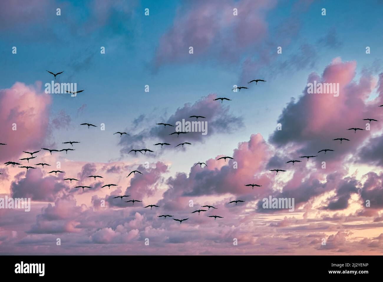 Zugvögel im Flug bei Linum, Kranichschar, Sonnenuntergang, Linum, Brandenburg, Ostdeutschland Stockfoto