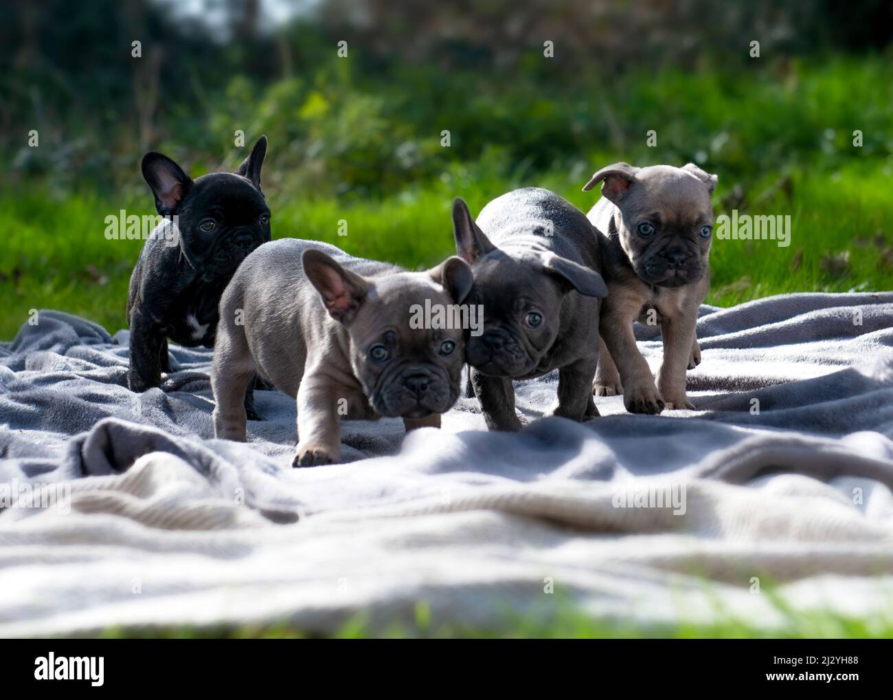 Reihe von entzückenden französisch Bulldogge Welpen spielen im Garten auf einer Decke sonnigen Sommer Tag Sommer Tag verschwommen Hintergrund kopieren Raum oben und unten Stockfoto