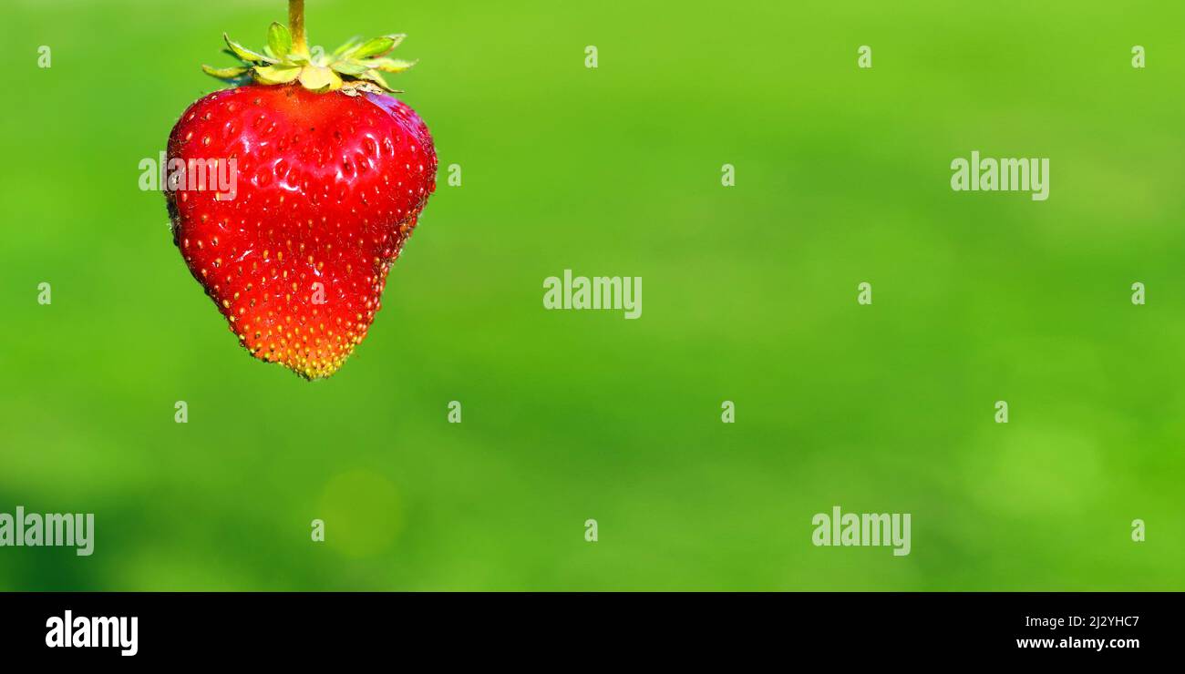 Große rote Erdbeere Nahaufnahme auf einem grünen natürlichen Hintergrund. Gesundes Vitamin-Beere-Food-Konzept. Stockfoto