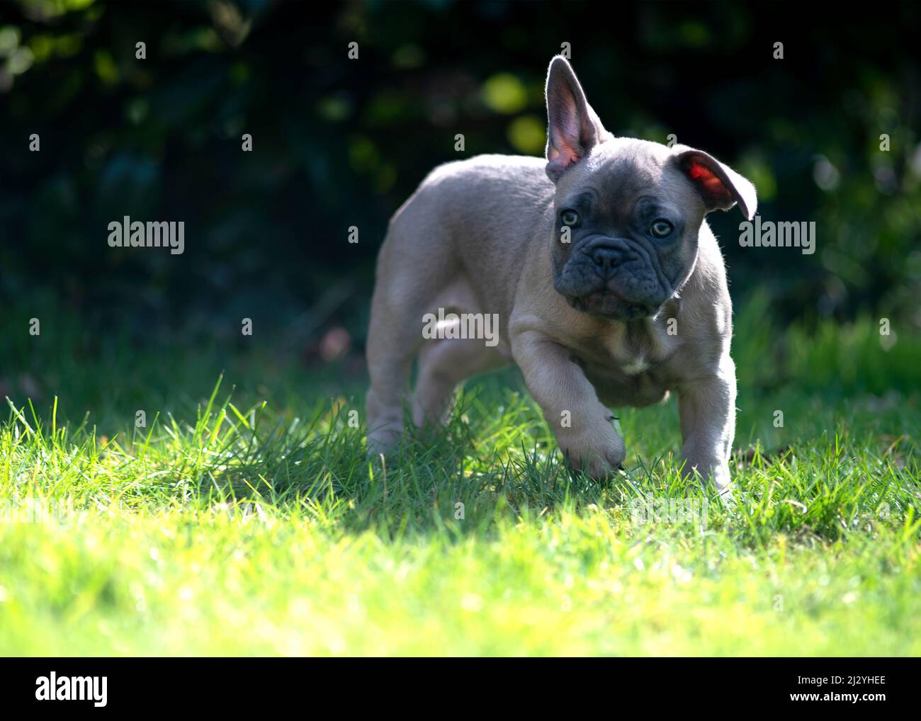 Lustige klobige französisch Bulldogge Welpen spielen und erkunden im Außenbereich den Garten oder Park an einem sonnigen Sommertag grünen Gras Hintergrund mit Platz Stockfoto