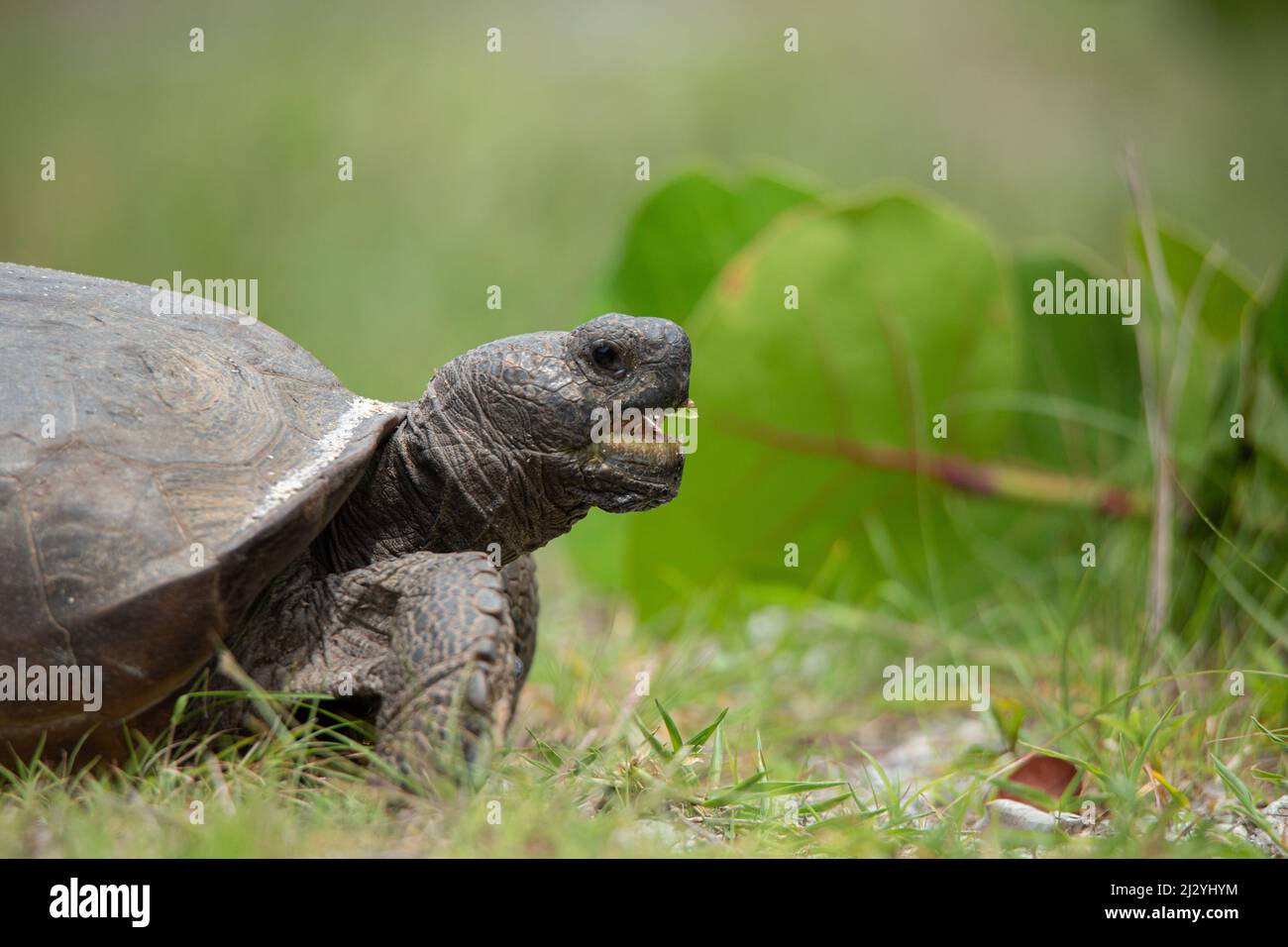 Schildkröte mit offenem Mund, die Gras auf Sanibel Island, Florida, frisst Stockfoto