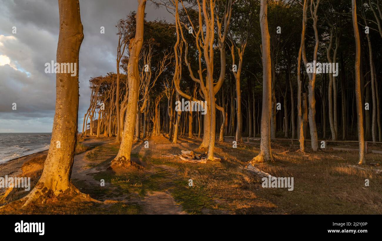 Küstenwald, Geisterwald, Nienhagen, Mecklenburg Vorpommern, Deutschland im Abendlicht. Stockfoto