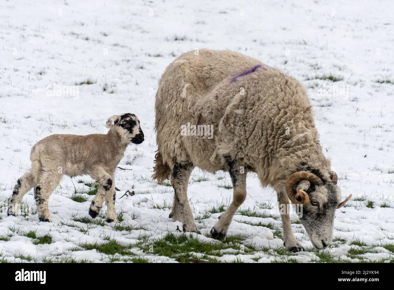 Swaledale Schafe neu geboren Frühlingslämmer im Schnee Stockfoto