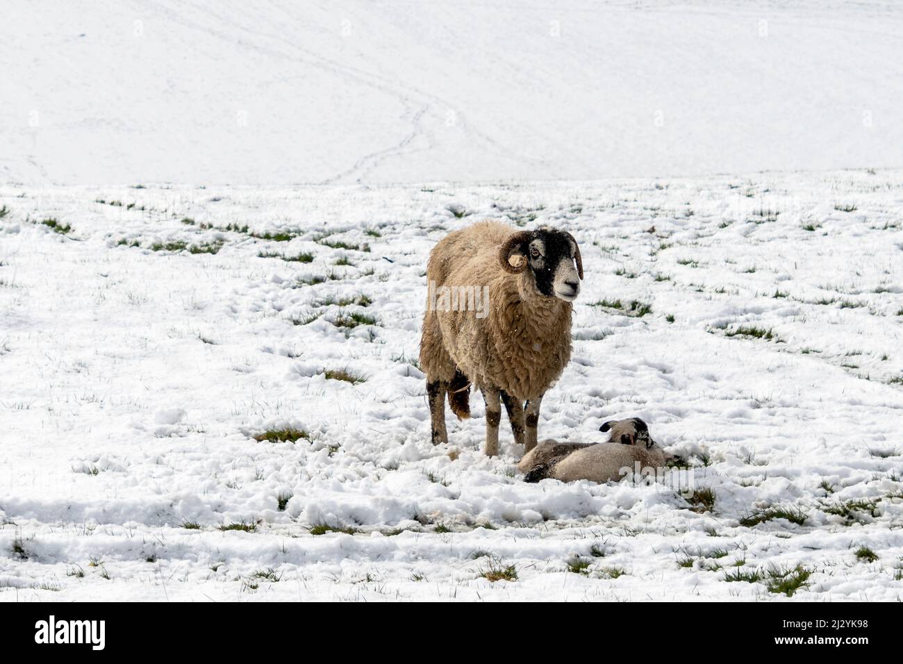 Swaledale Schafe neu geboren Frühlingslämmer im Schnee Stockfoto