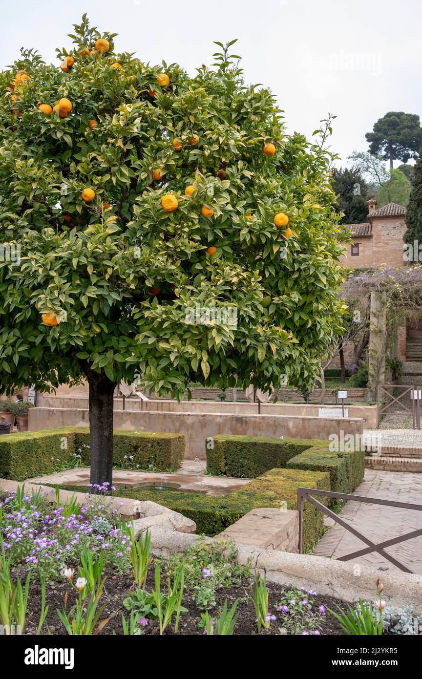 Blick auf einen grünen Orangenbaum mit reifen Zitrusfrüchten in den Gärten der mittelalterlichen Festung Alhambra in Granada, Andalusien, Spanien im Frühling Stockfoto