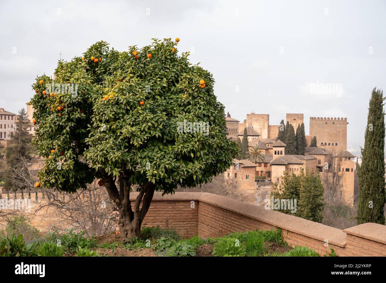 Blick auf einen grünen Orangenbaum mit reifen Zitrusfrüchten und die mittelalterliche Festung Alhambra in Granada, Andalusien, Spanien im Frühling Stockfoto