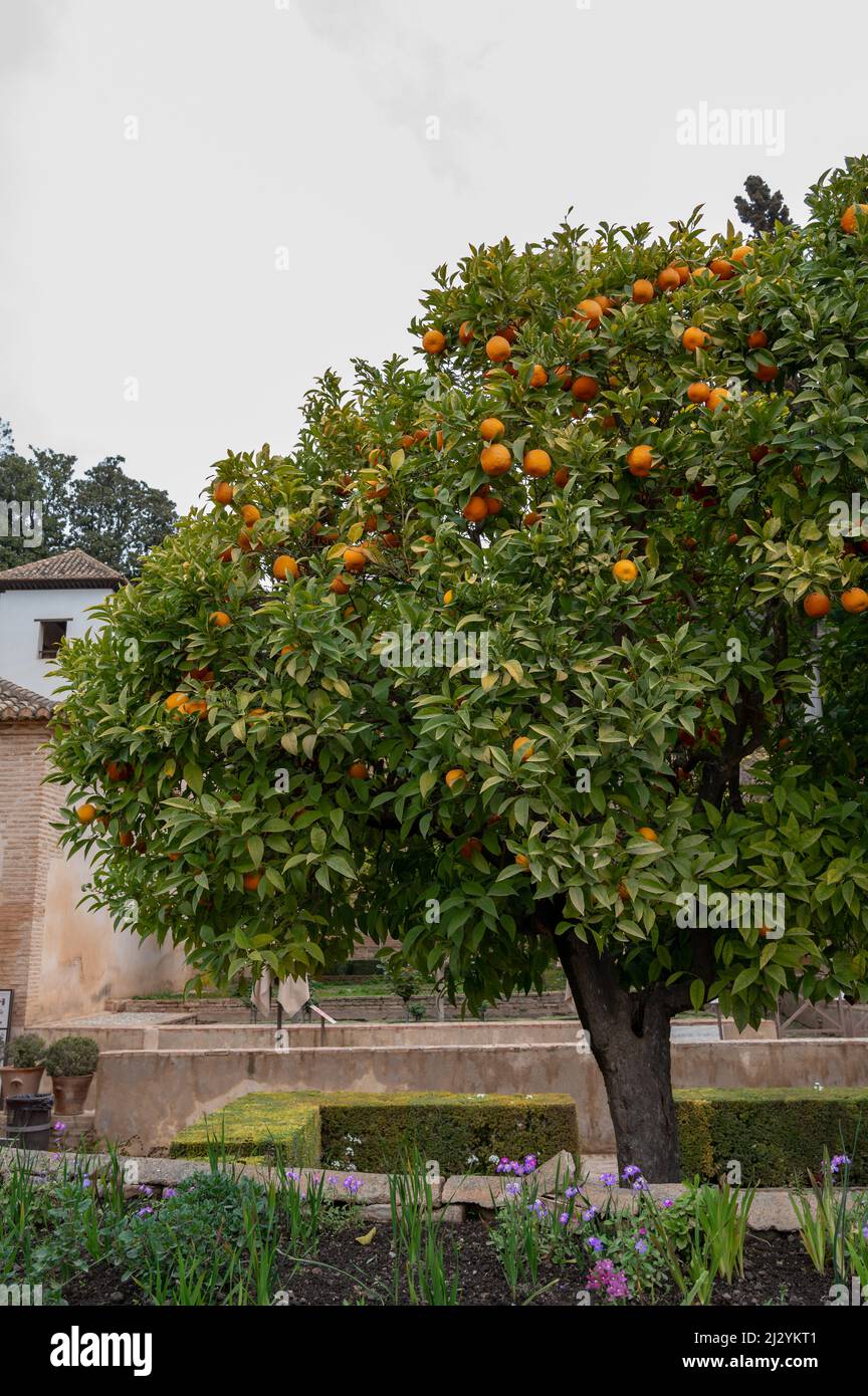 Blick auf einen grünen Orangenbaum mit reifen Zitrusfrüchten in den Gärten der mittelalterlichen Festung Alhambra in Granada, Andalusien, Spanien im Frühling Stockfoto