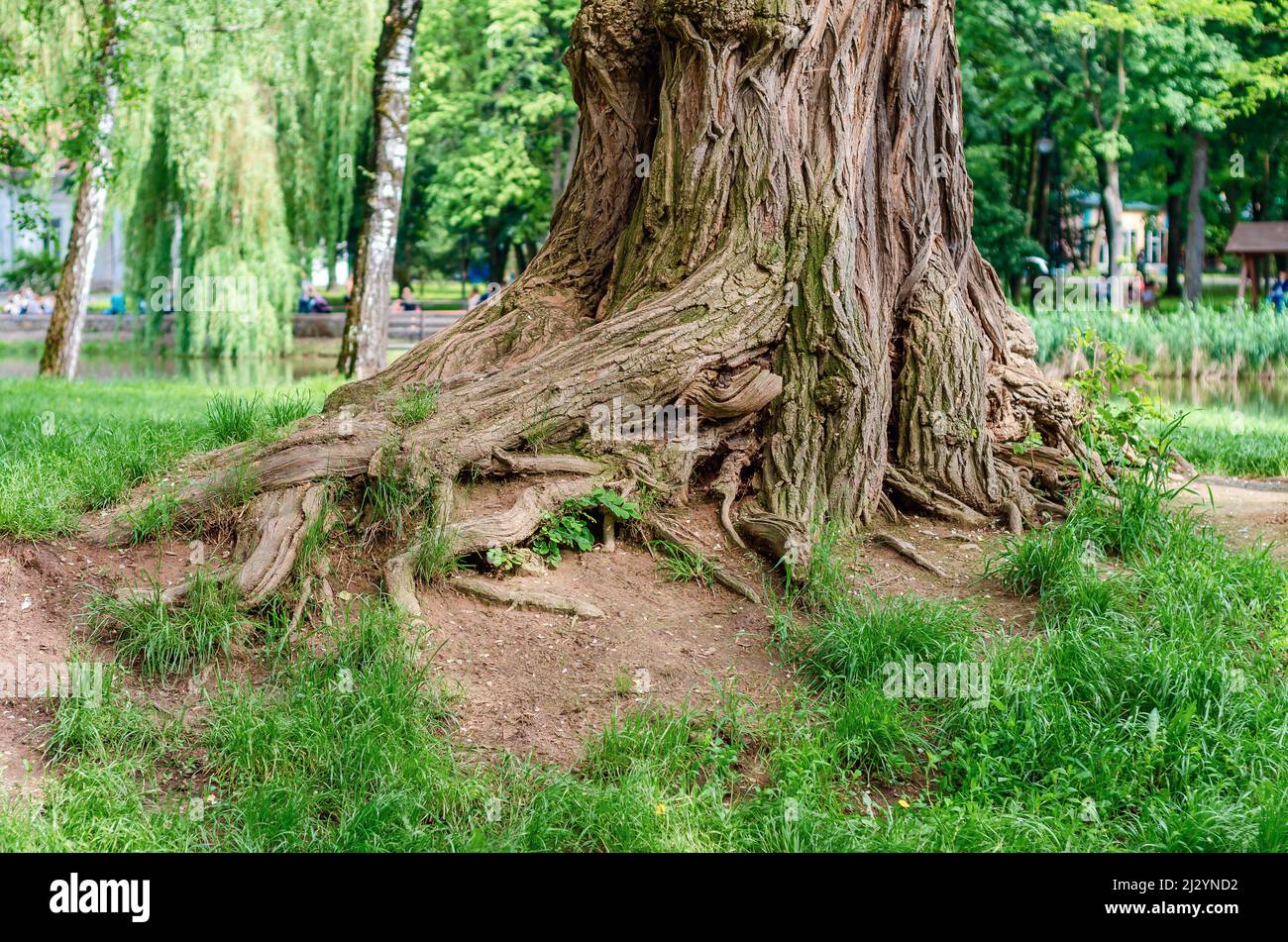 Alte große Wurzel im Park. Breiter Stamm von großem Baum, verflochtenen Wurzeln. Grünes helles Gras in der Nähe des alten Baumes. Stockfoto