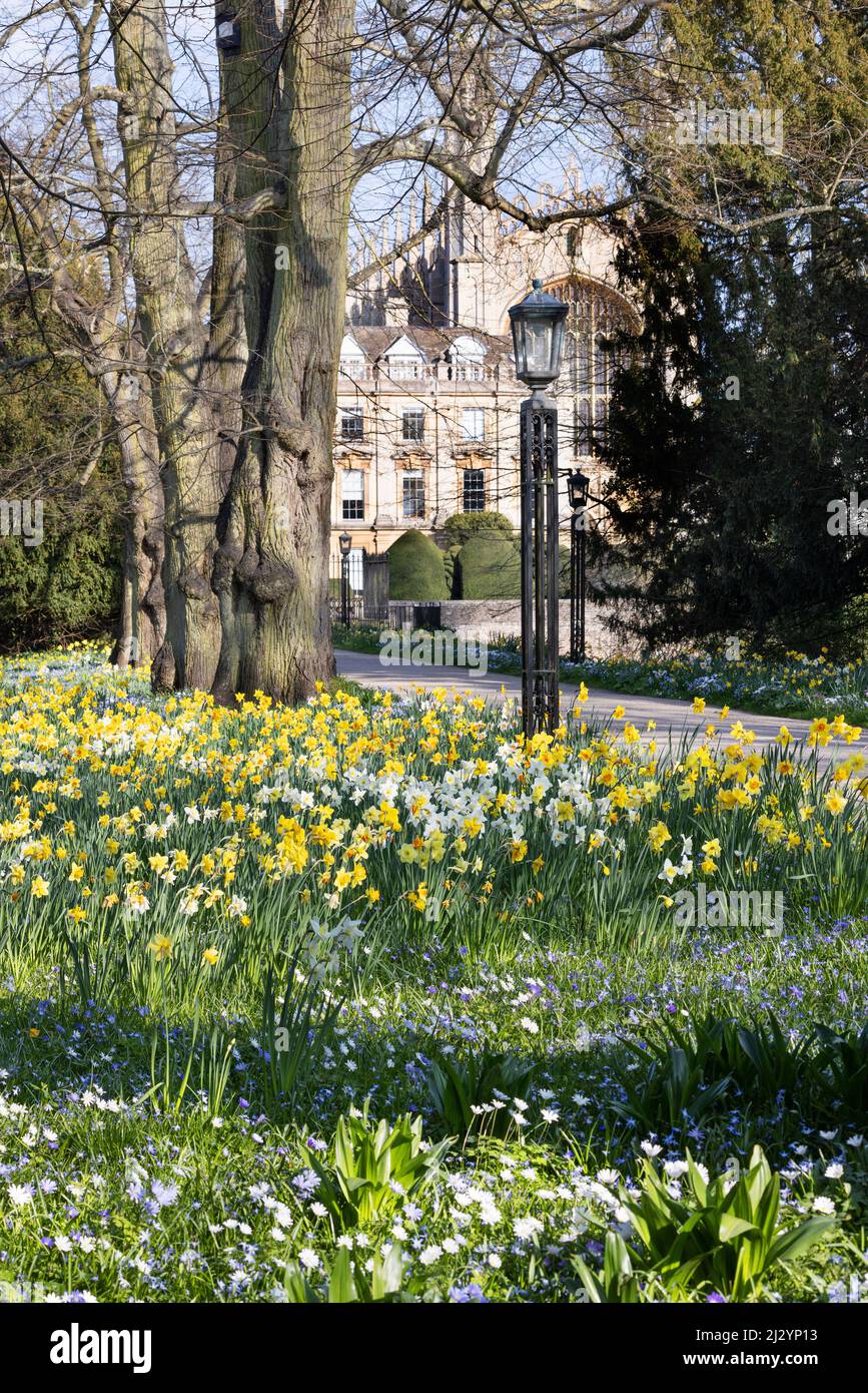 Cambridge - Frühlingsblumen im Clare College Cambridge mit Kings College Chapel im Hintergrund, Cambridge University, Cambridge spring UK Stockfoto