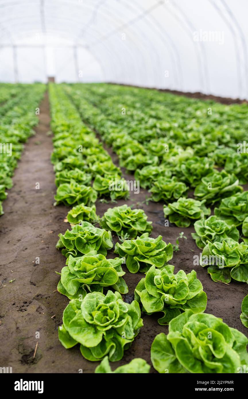 Frischer Bio-Salat in einem ländlichen Gewächshaus. Reihen von Salatkeimlingen. Salat bereit für einen frischen Sommersalat zu pflücken. Salatpflanzen im Gewächshaus wit Stockfoto