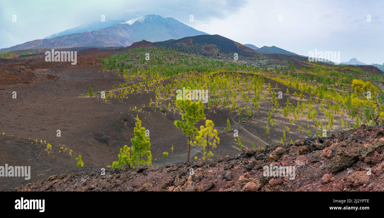 Kanarische Pines (Pinus canariensis), Mirador de Chio, Teide-Nationalpark, Teneriffa, Kanarische Inseln, Spanien, Europa Stockfoto