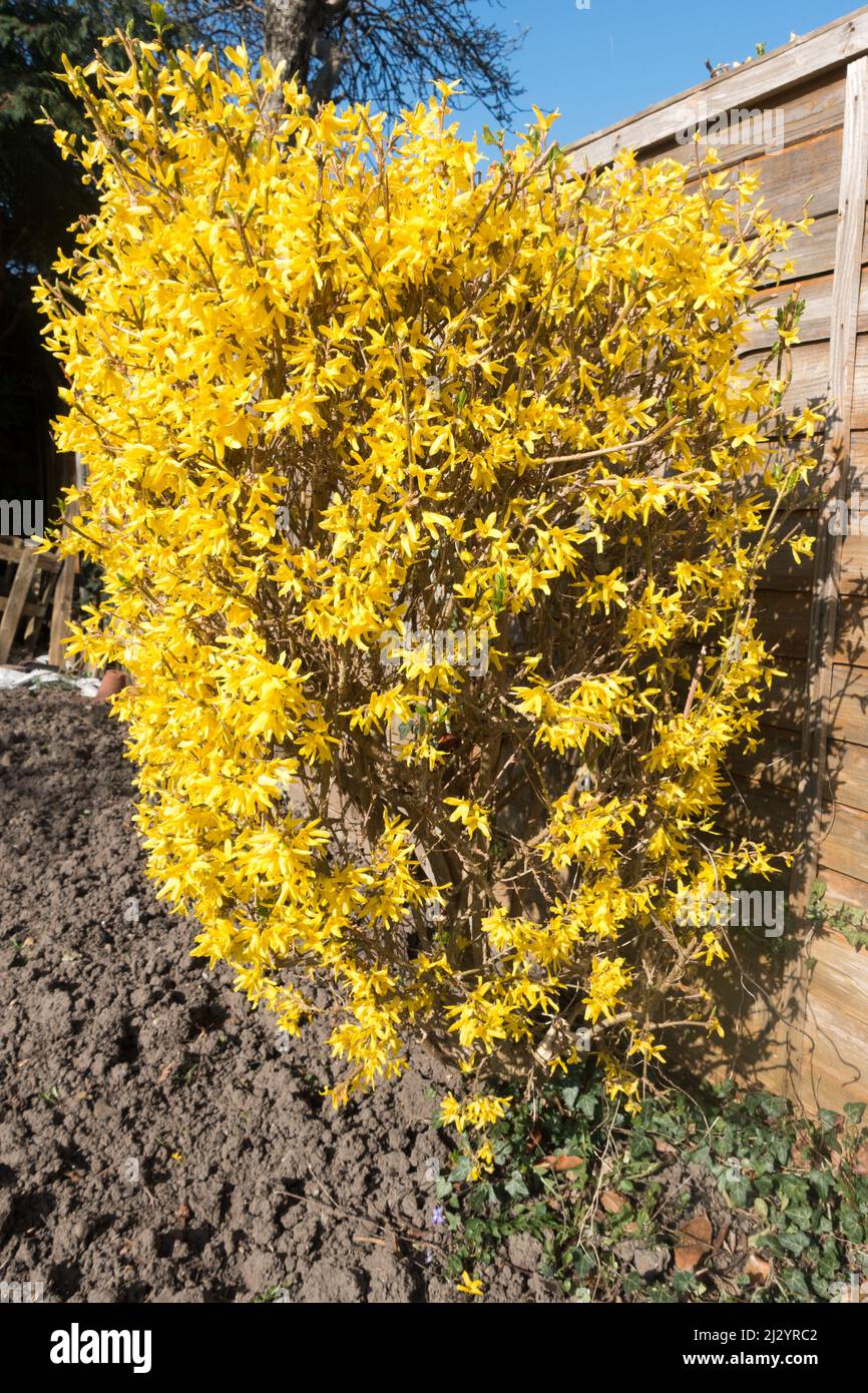 Forsythia × intermedia, oder Grenze Forsythia ein ornamentaler Laubstrauch Stockfoto