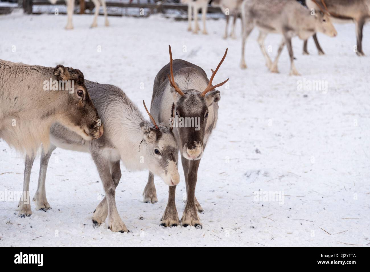 Rentier (Rangifer tarandus), Lappland, Finnland Stockfoto