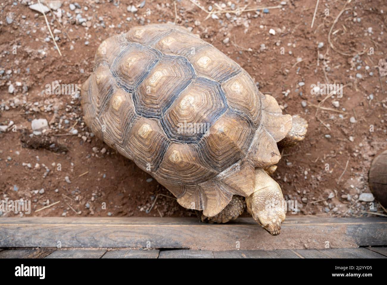 Foto einer Schildkröte bei Tageslicht Stockfoto