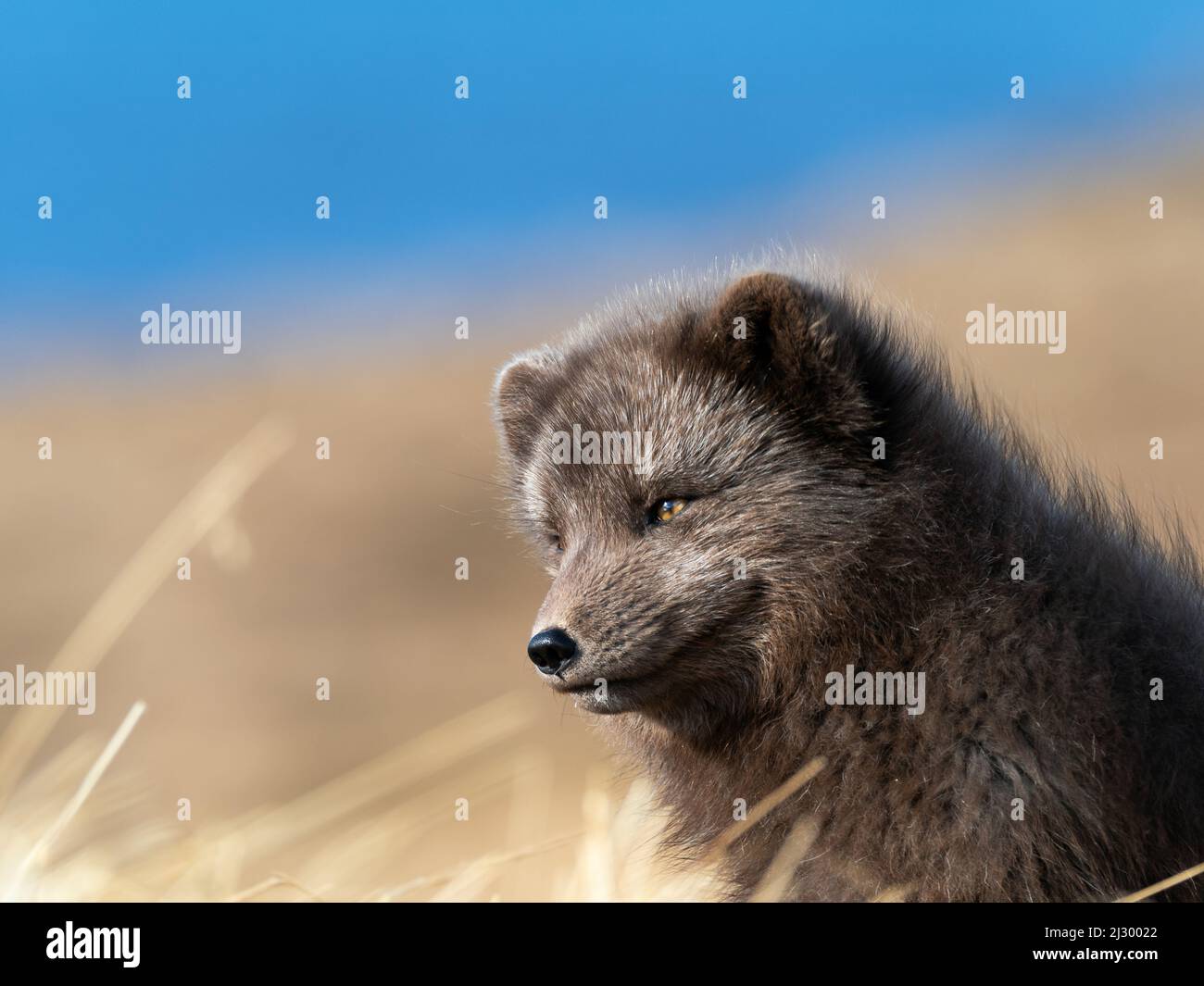 Polarfuchs, Alopex lagopus, Hornstrandir Nature Reserve, Hornvik Bay, Island, Europa Stockfoto