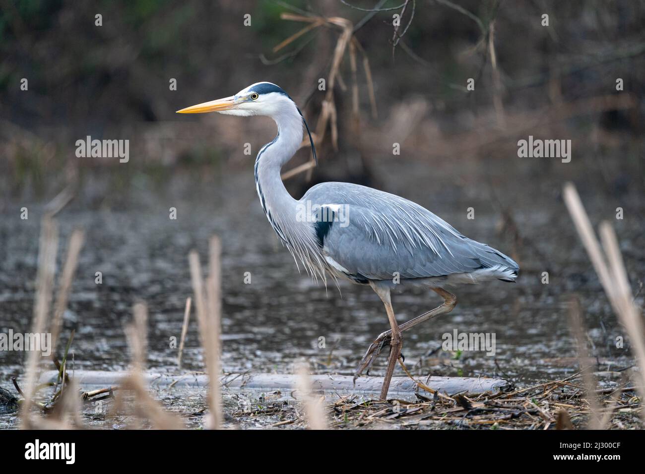 Großreiher auf der Jagd nach Fröschen im Fairburn ings Nature Reserve UK Stockfoto