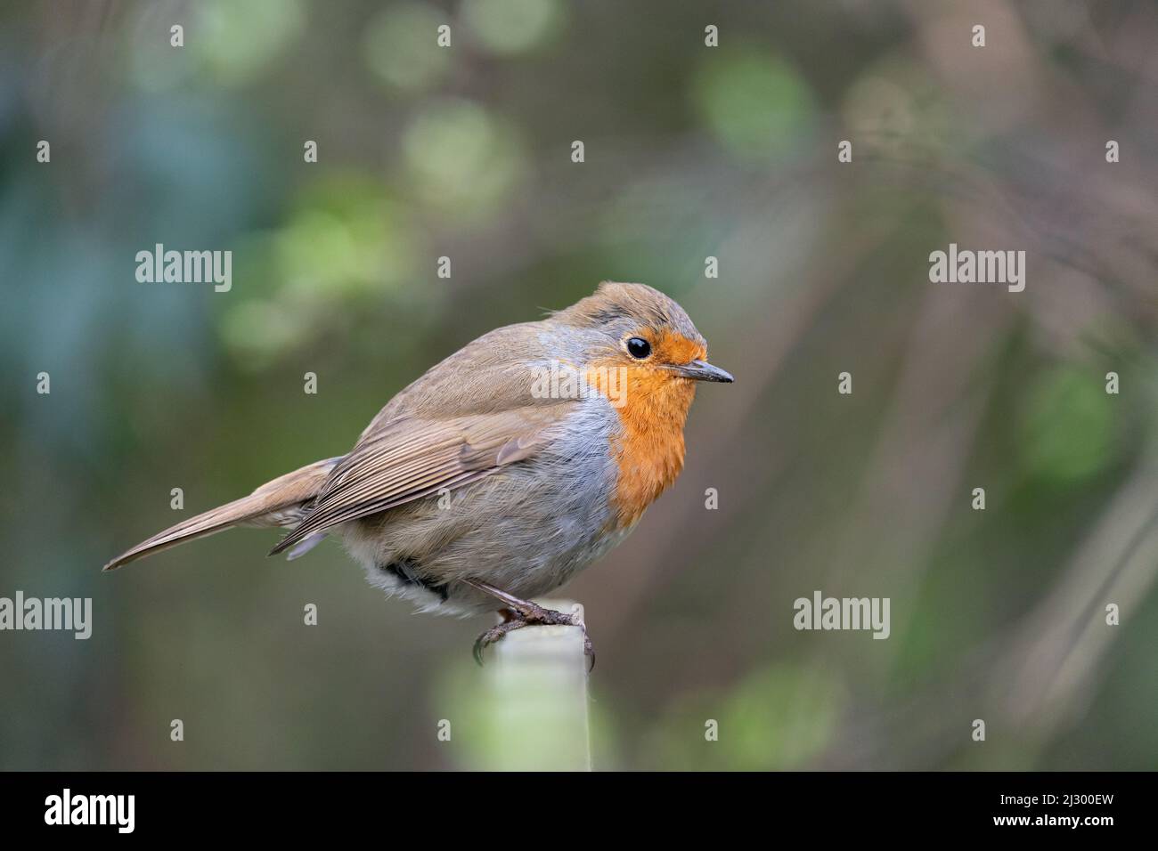 Der häufigste Gartenvögel Robin Stockfoto