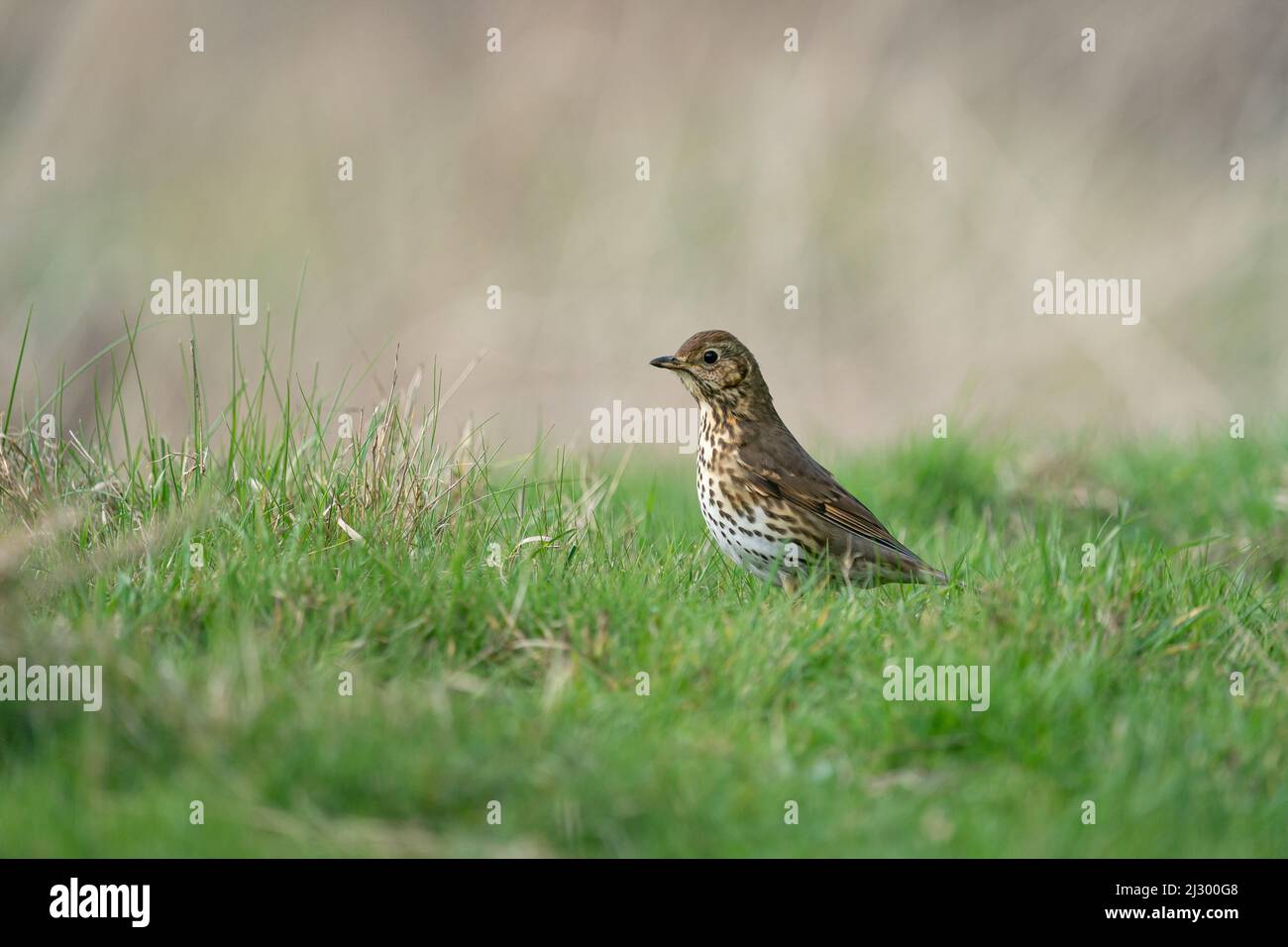 Vogel auf einem Gras in niedriger Perspektive Stockfoto
