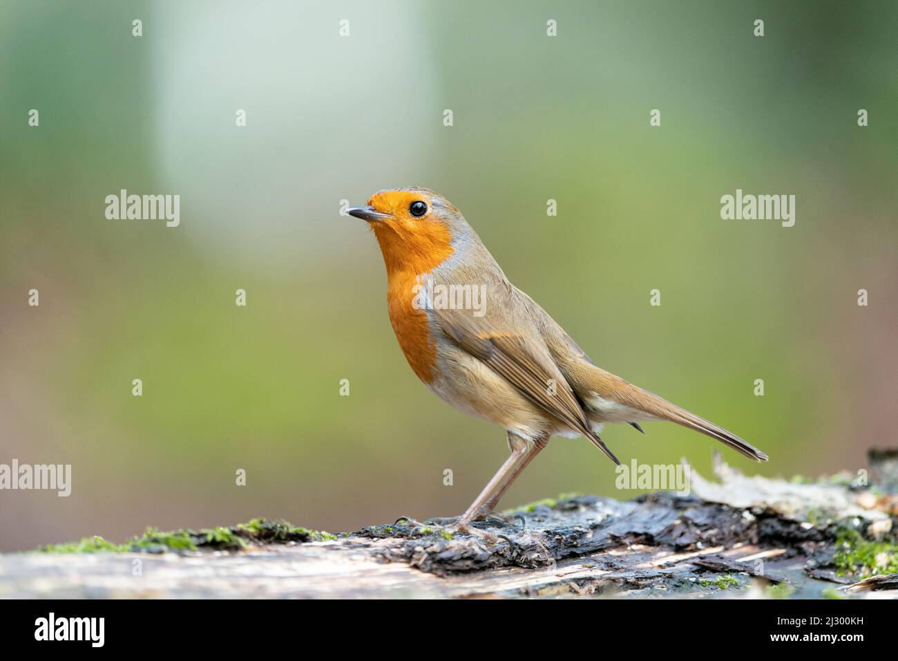 Der häufigste Gartenvögel Robin Stockfoto