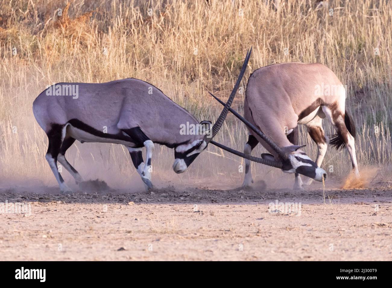 Gemsbok / Afrikanischer Oryx (Oryx gazella) Kampf um die Dominanz Sperren Hörner in der Morgendämmerung, Kgalagadi Transfrontier Park, Kalahari, Nordkap, Südafrika Stockfoto