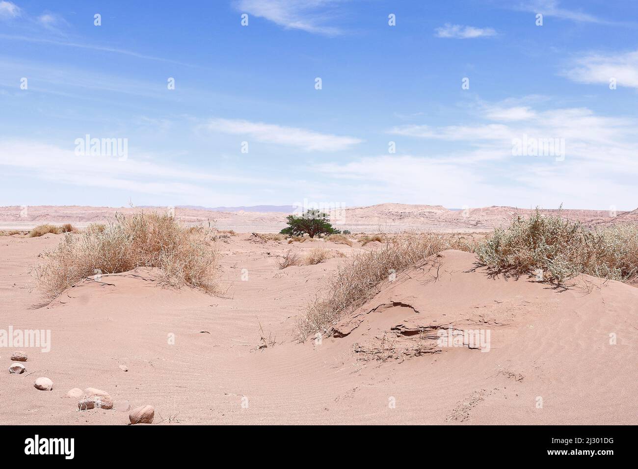 Desertische und Trockenlandschaft. Konzept der Landverödung Stockfoto