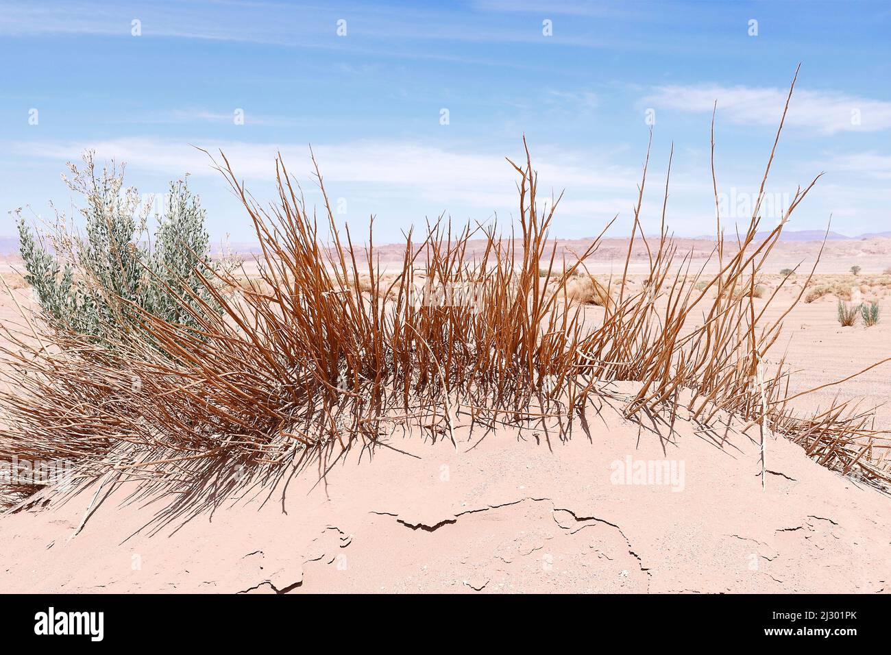 Nahaufnahme von trockenem Grasland in einer desertischen Zone. Konzept der Wüstenbildung des Planeten Stockfoto