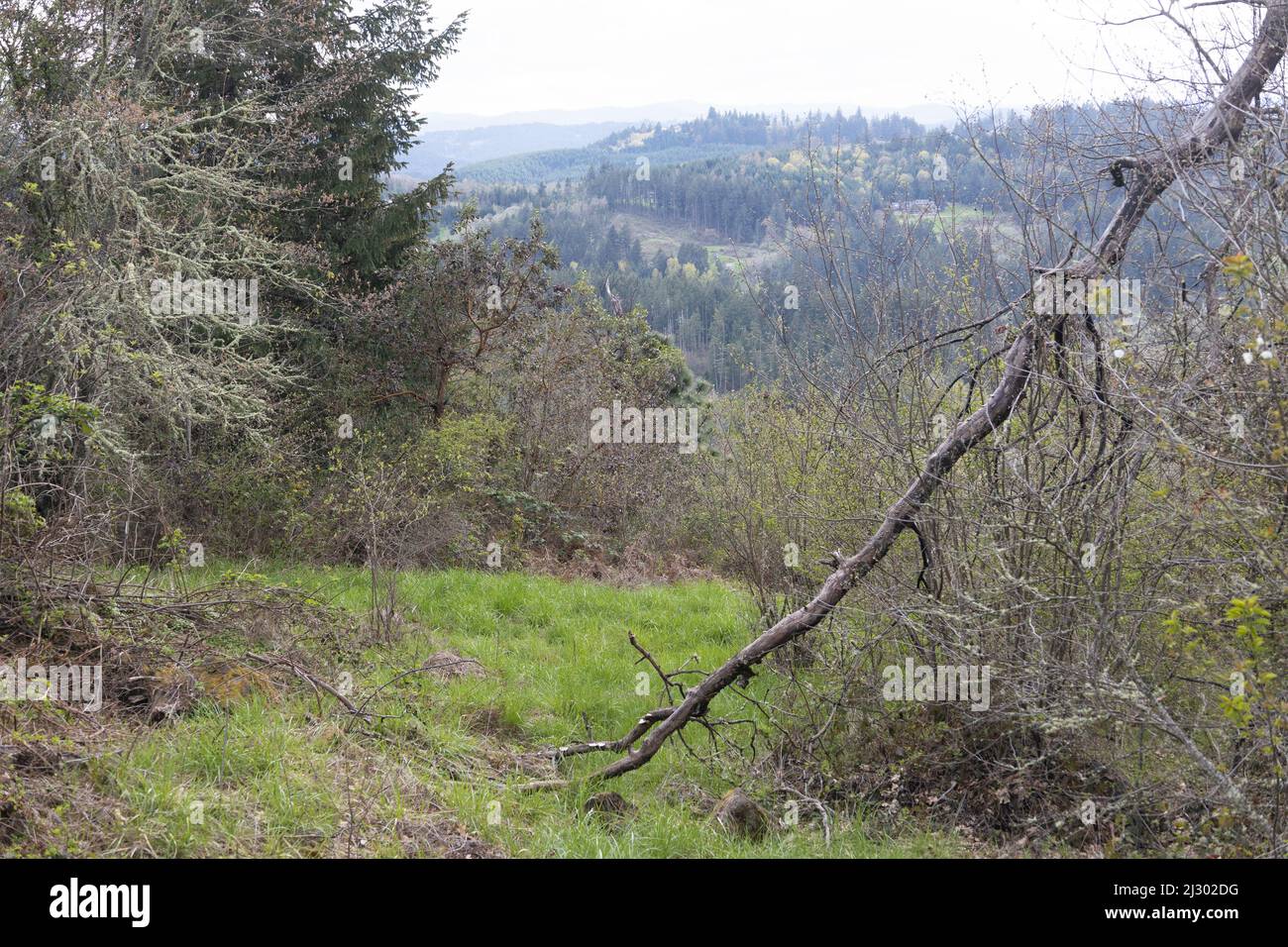 Blick nach Süden vom Gipfel des Wild Iris Ridge in Eugene, Oregon, USA. Stockfoto