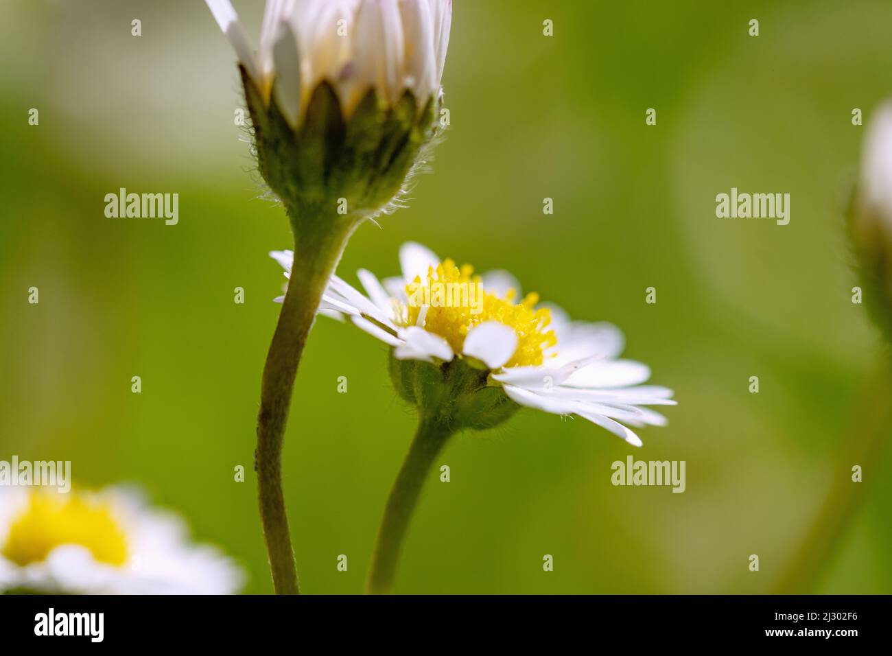 Gänseblümchen, Bellis perennis, Blüten Stockfoto