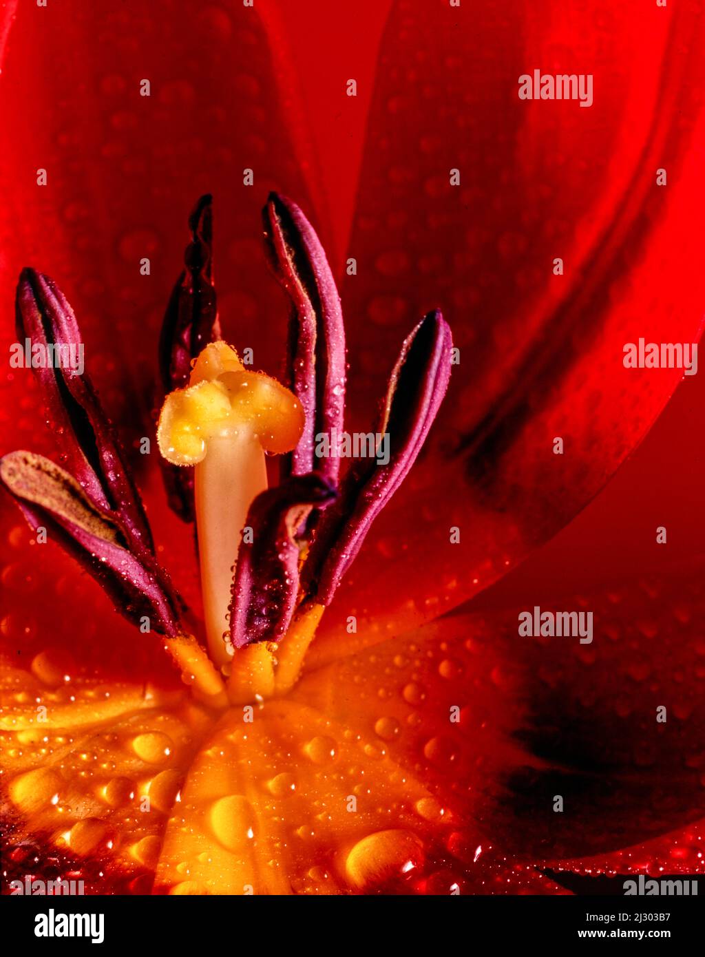 Makroblumenportrait der Tulpe, die Fortpflanzungsorgane zeigt Stockfoto