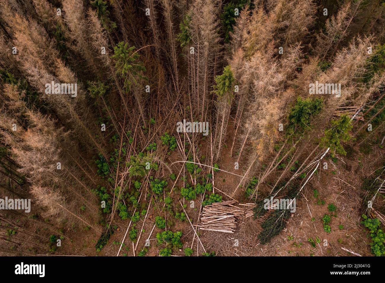 Tote Fichten und einzelne grüne Bäume nach der Dürre aus der Vogelperspektive gesehen &#39;s Stockfoto