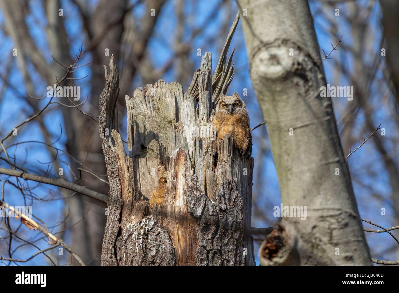 Große gehörnte Eule. Die jungen Eulen auf dem Nest Stockfoto