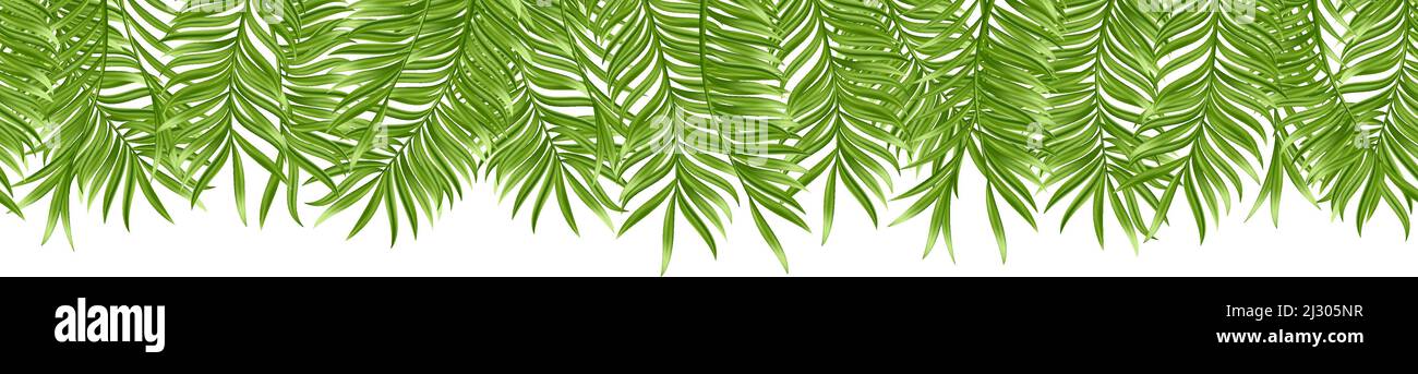 Nahtloses tropisches Palmenblatt isoliert auf weißem Hintergrund. Realistische grüne Sommerpflanze. Vektorgrafik Stock Vektor
