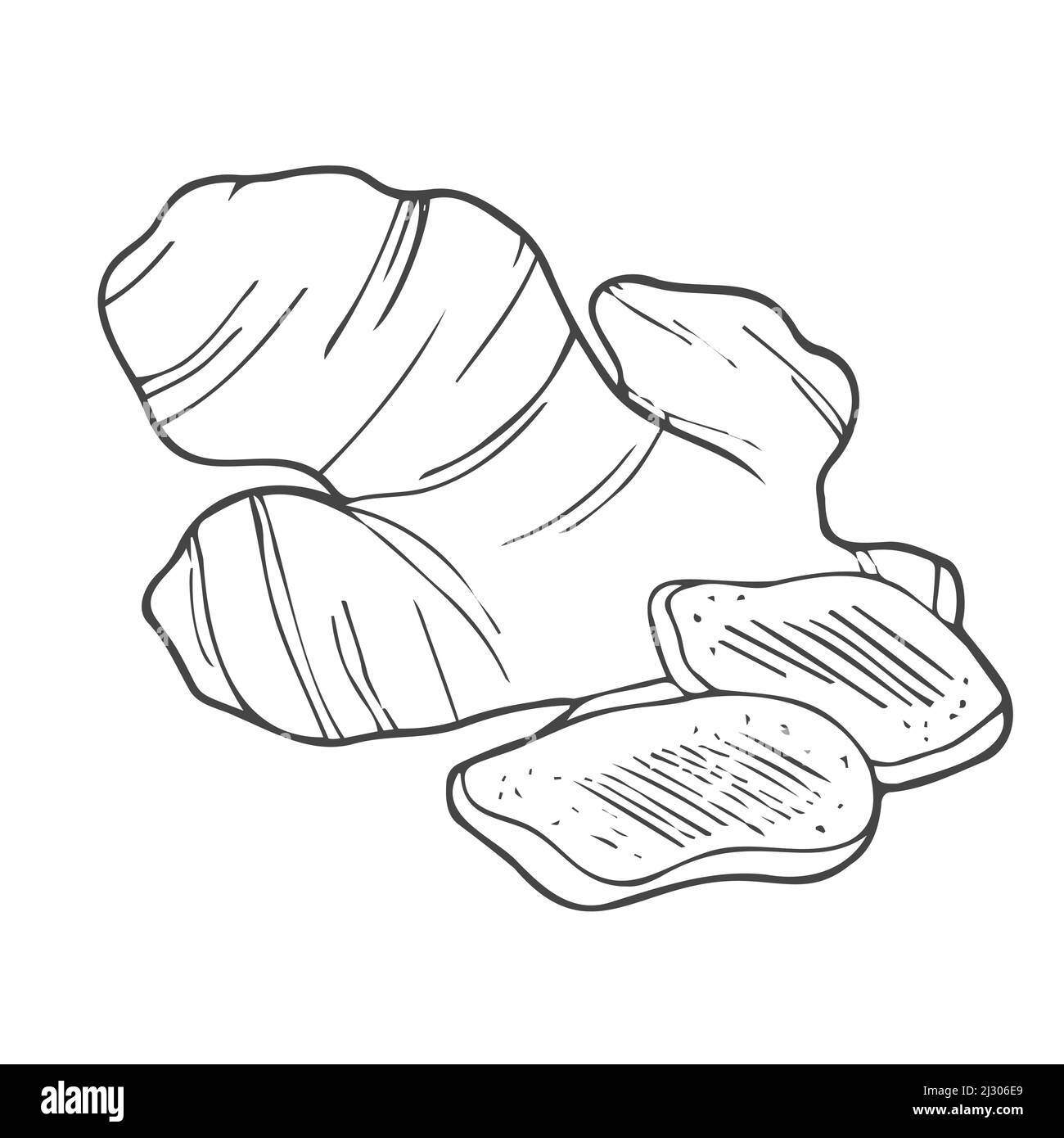 Ingwerwurzelpflanze. Handgezeichnete Skizzenvektordarstellung isoliert auf Weiß. Würzige Kräuter. Ingwer Doodle Design Kochzutat für Lebensmittel. Stock Vektor