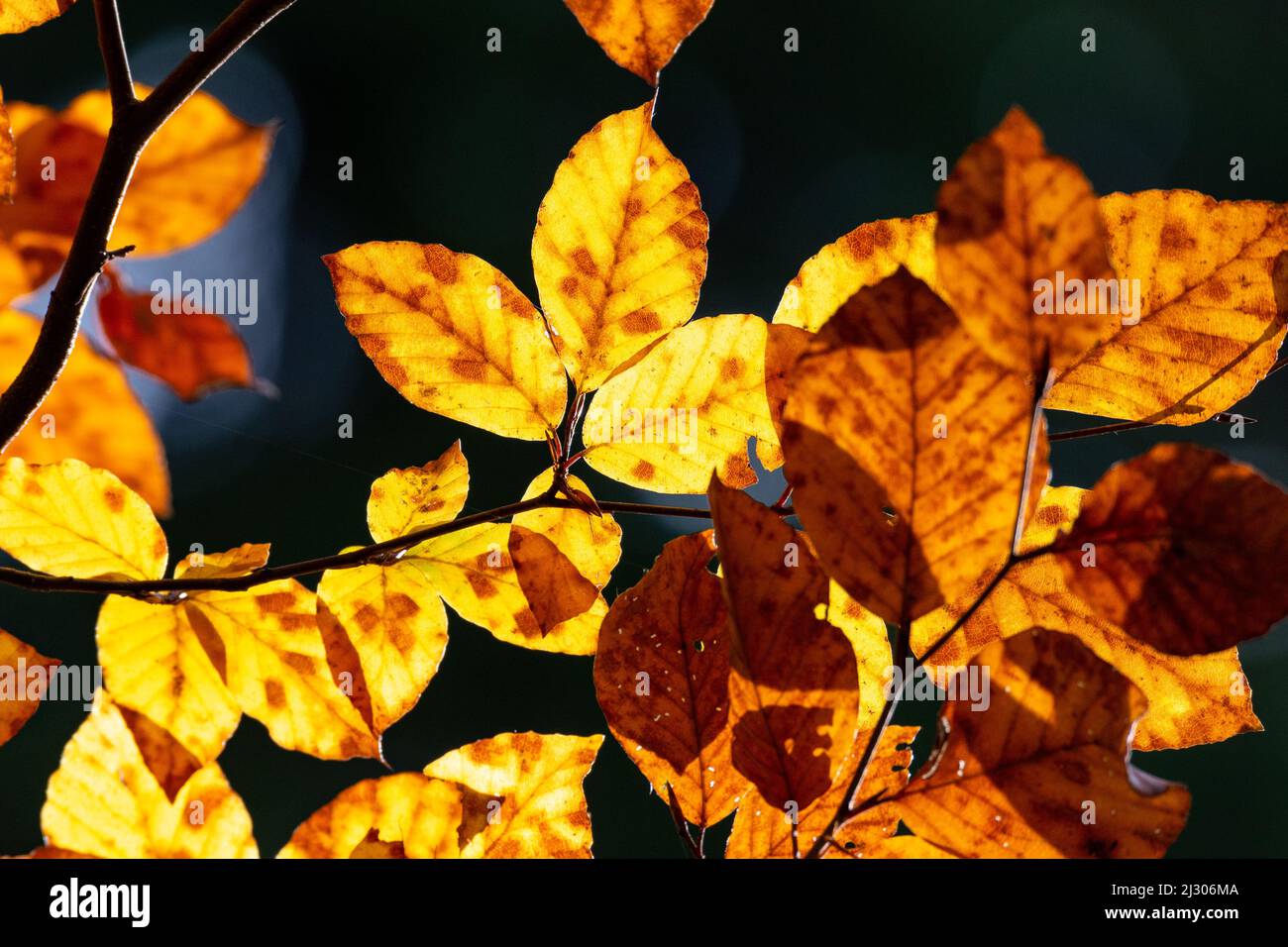 Goldbraune Blätter eines Zweiges in Herbstfarbe, Lamstedt, Niedersachsen, Deutschland Stockfoto