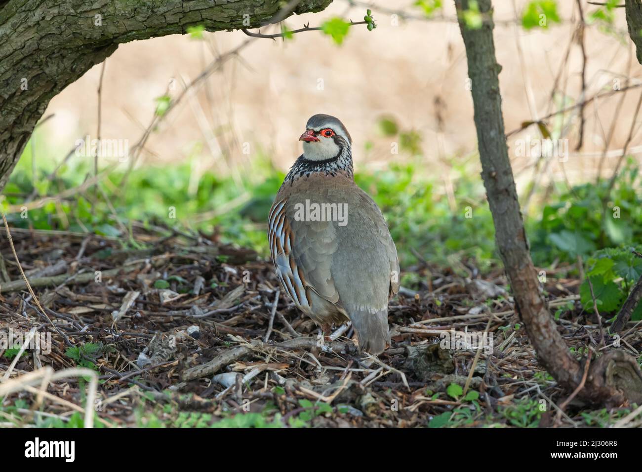 Rebhuhn im Frühling. Wissenschaftlicher Name: Alectoris Rufa. Nahaufnahme eines Rotbeinigen oder französischen Rebhuhns unter einer Hecke, in natürlichem Feldrand Stockfoto