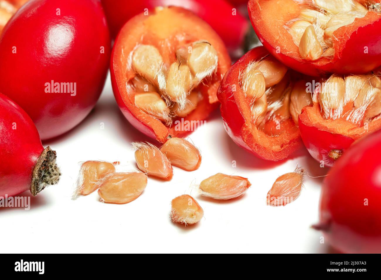 Hagebutten ( Rosa Canina Fruits ), halbiert Samen sichtbar Makro Nahaufnahme Detail, isoliert auf weißem Hintergrund Stockfoto