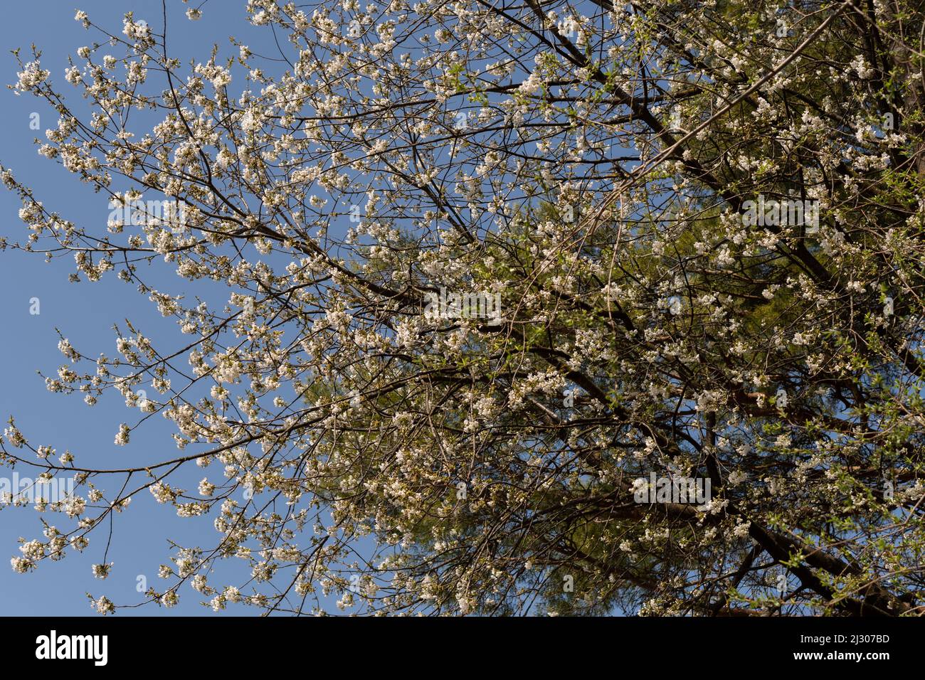 Vaduz, Liechtenstein, 28. März 2022 frisch wachsende Blüten an Ästen im Frühling Stockfoto