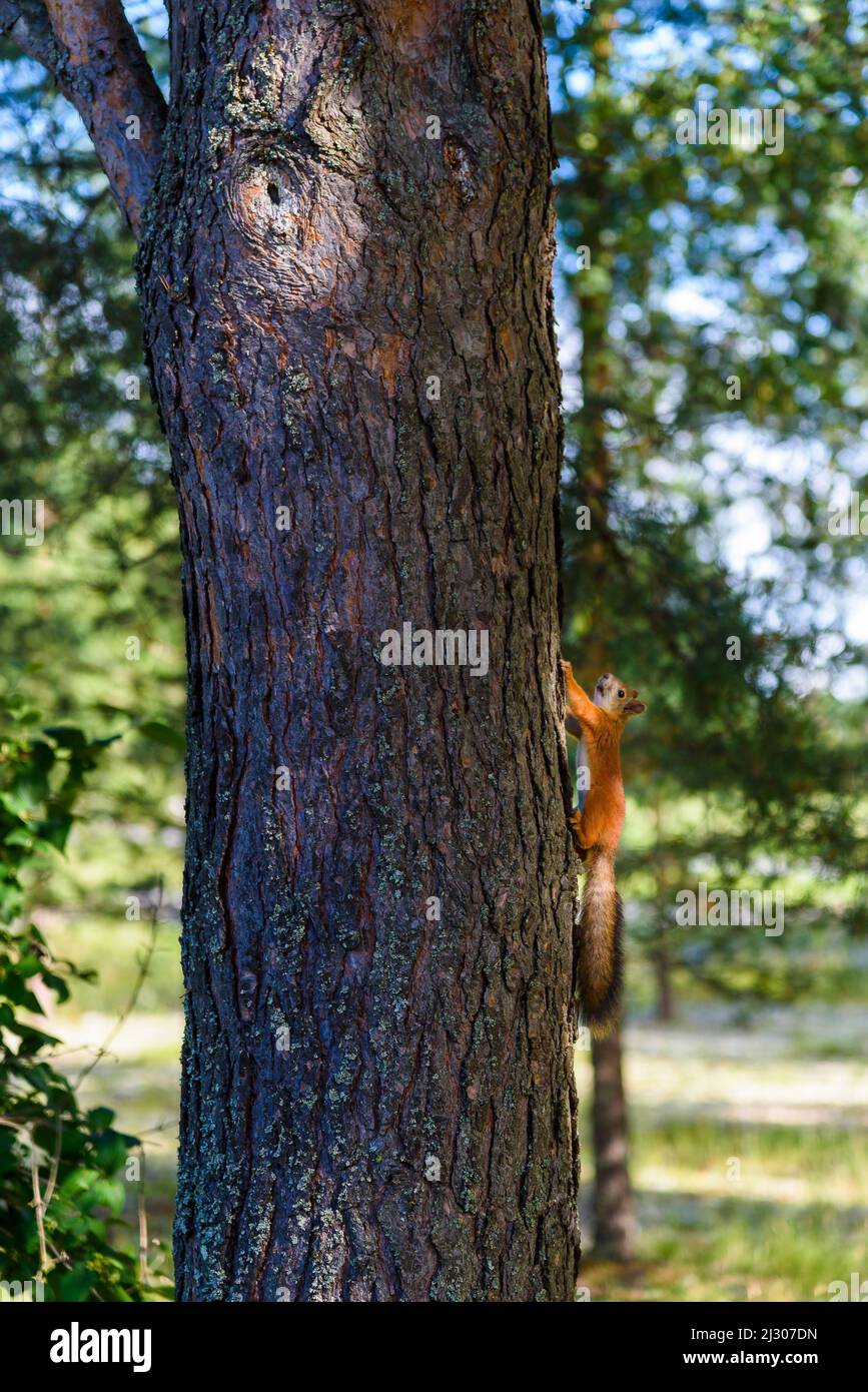 Eichhörnchen im Freilichtmuseum Pielisen in Lieksa, Finnland Stockfoto