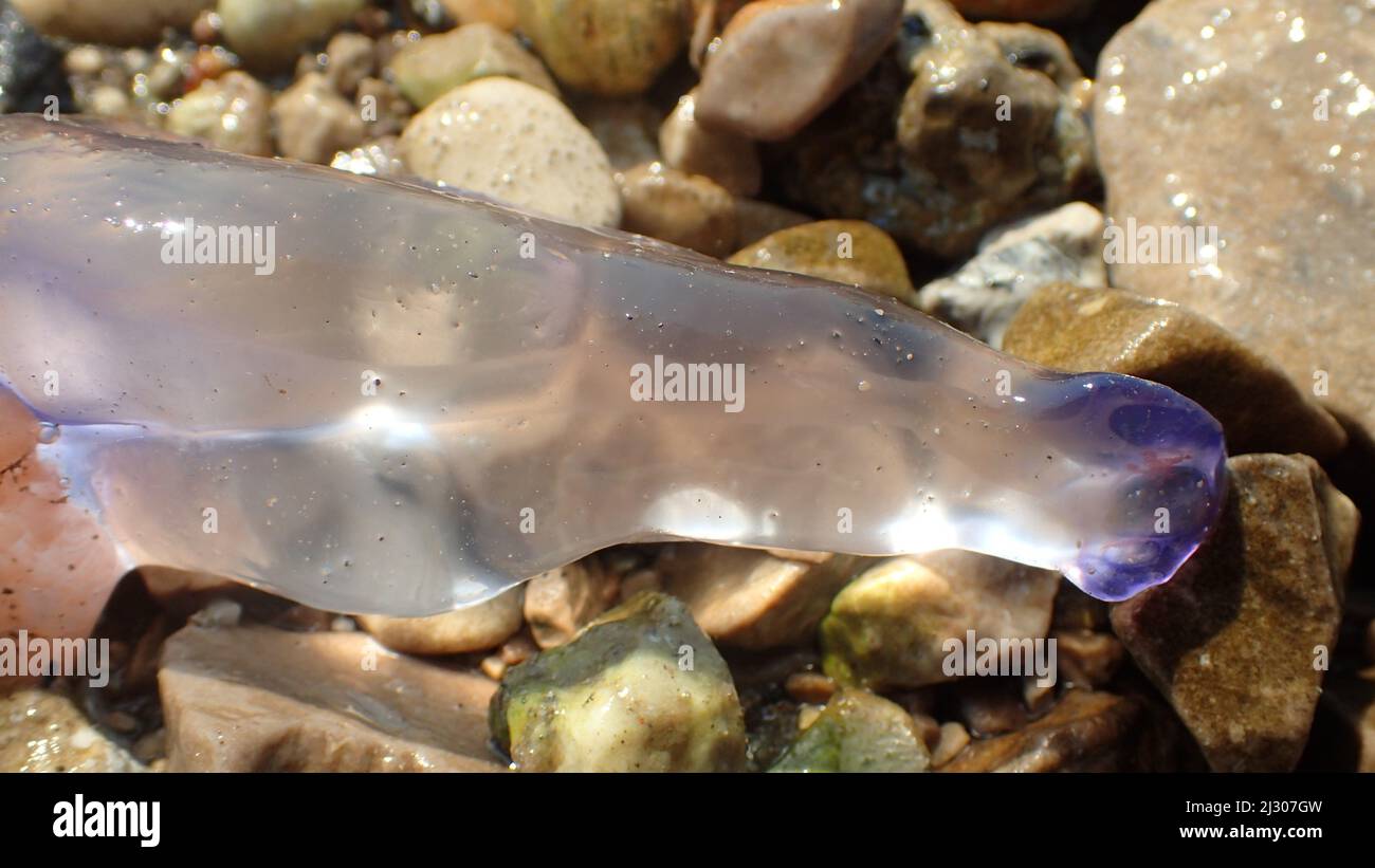 Nahaufnahme eines Quallen-Tentakels auf nassen Steinen am Strand Stockfoto