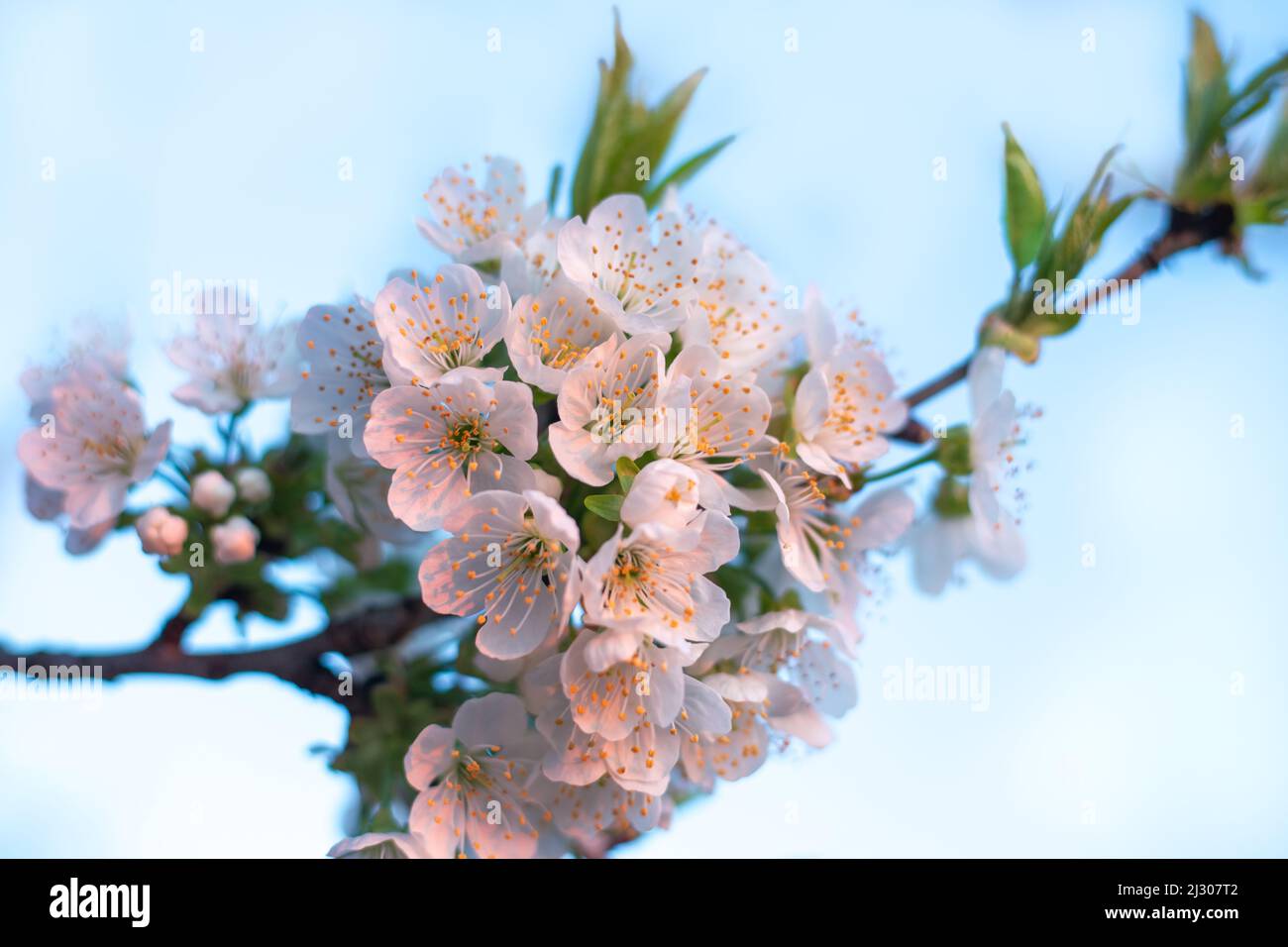 Schöne weiße Kirschblüten blühten im Frühling gegen den Himmel. Duftende Blüten von Obstbäumen. Stockfoto