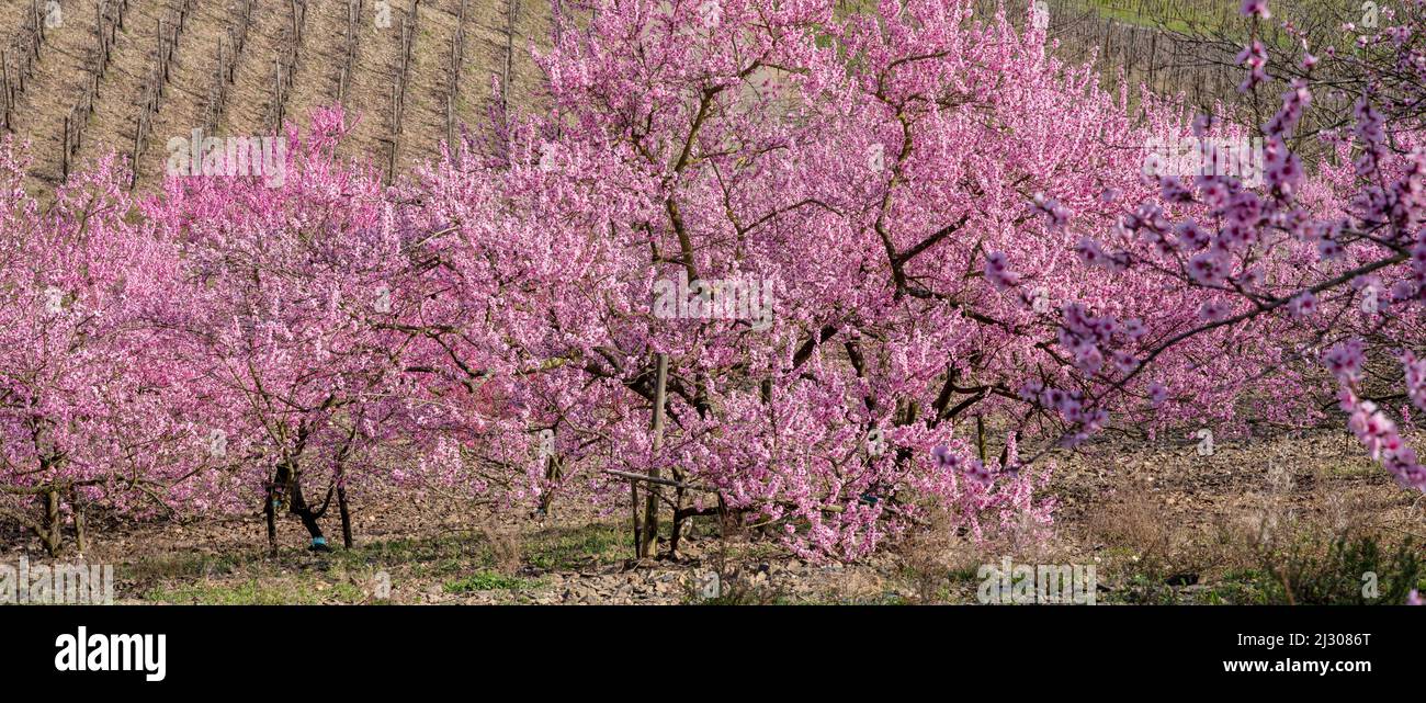 Blühende Kirschbäume in den Weingergen bei Winningen an der Mosel, Rheinland-Pfalz, Deutschland Stockfoto