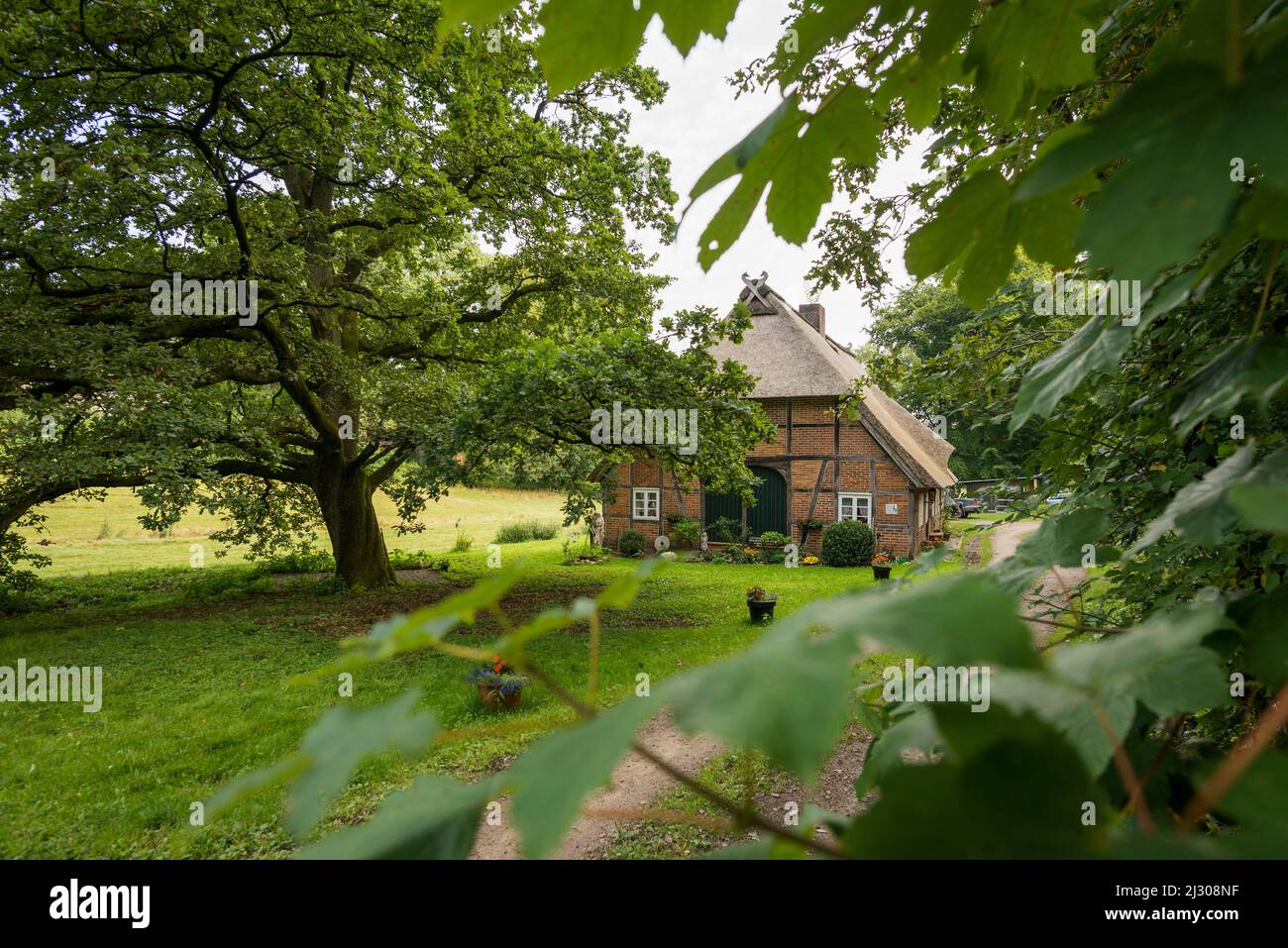 Reetgedeckten Bauernhof, Wilsede, Naturpark Lüneburger Heide, Niedersachsen, Deutschland Stockfoto