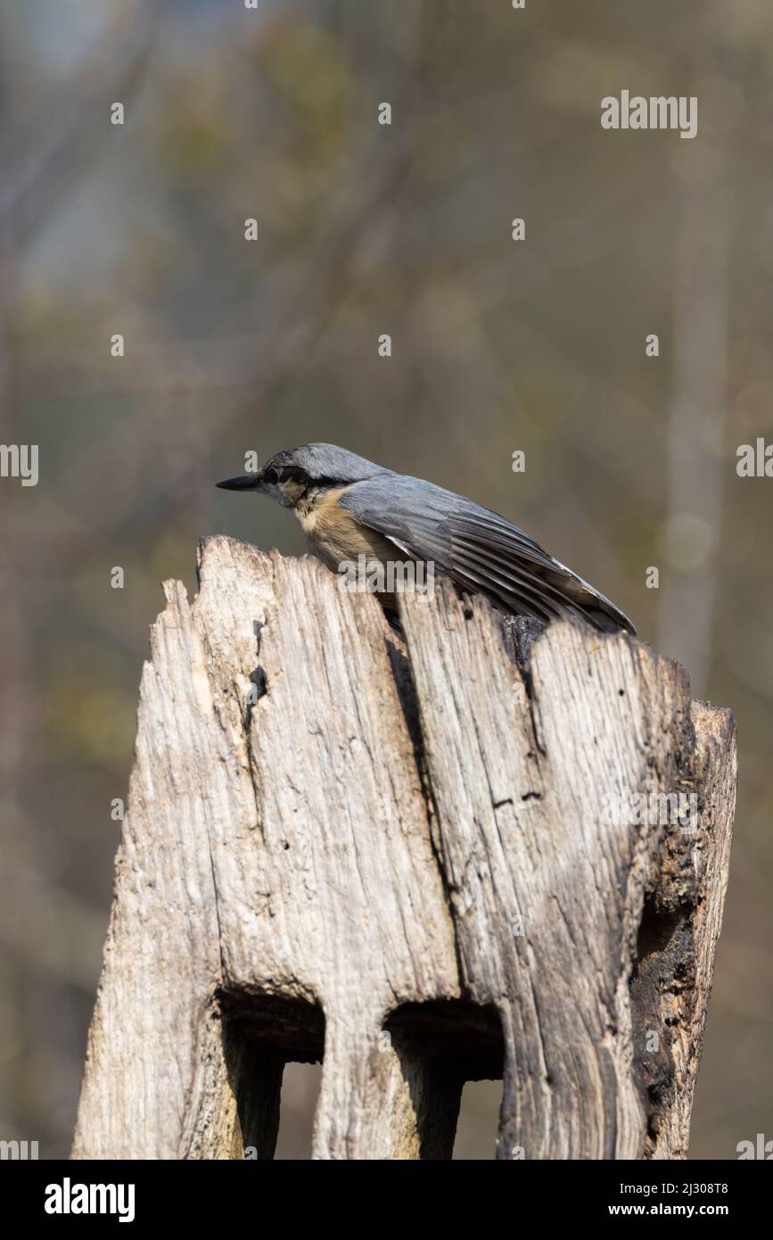 Nuthatch (Sitta europaea) auf einem Baumstumpf Stockfoto