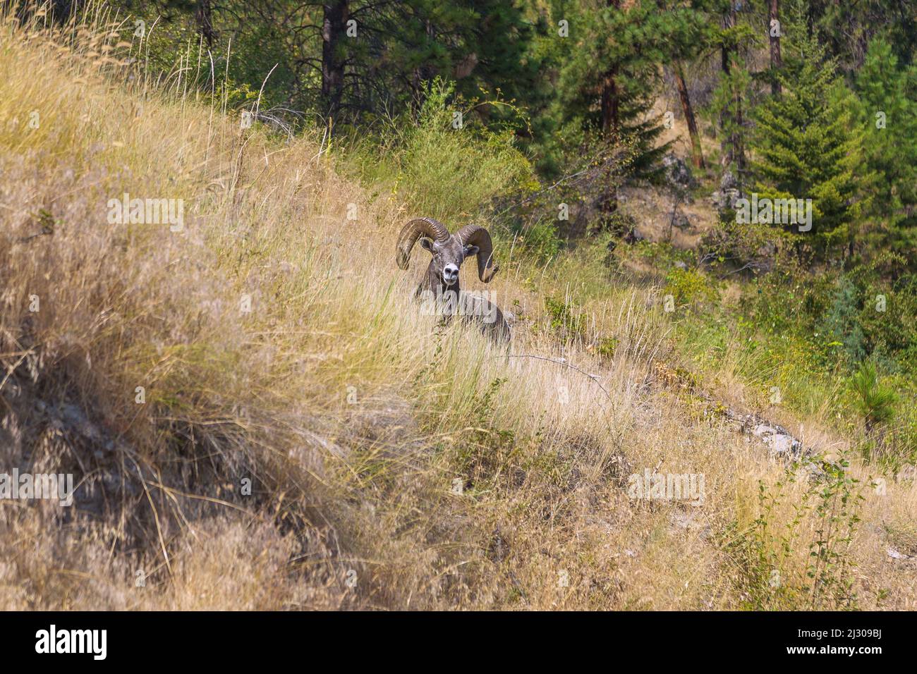 Bighorn Schafe, Ovis canadensis, Okanagan Lake Stockfoto