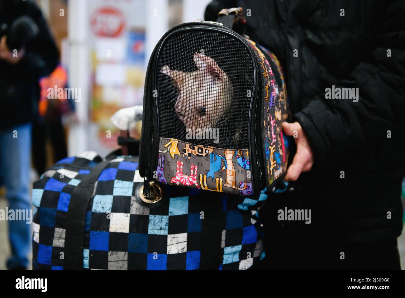 Dnipro, Ukraine - 04. April 2022: Katze in einem Tierträger. Flüchtlingshilfszentrum in Dnipro. Stockfoto
